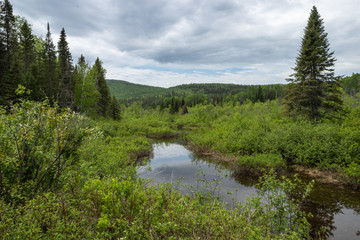 Fototapeta na wymiar River in a lush green forest in Quebec