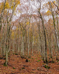 Fototapeta premium Parco Nazionale D'Abruzzo Lazio Molise