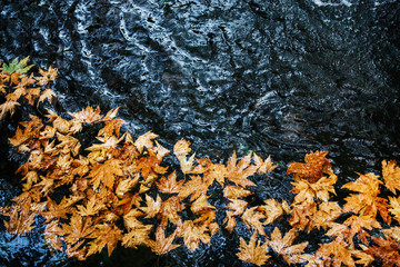 autumn leaves on water. Fallen maple leaf in autumn colors floating on water surface.