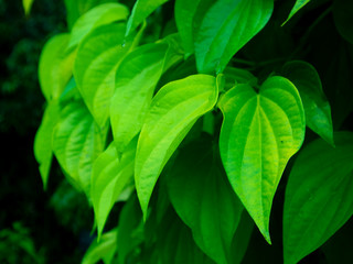 green leaves of a tree