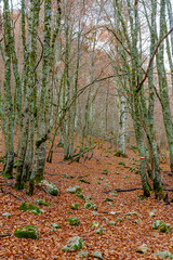 Parco Nazionale d'Abruzzo Lazio Molise