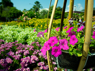flowers in the garden