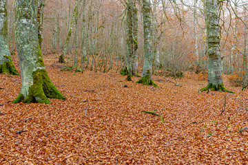 Parco Nazionale d'Abruzzo Lazio Molise