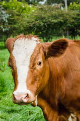 Vacas, ganado Ganaderia en las cercanías de Bogotá Colombia y en el departamento de Cundinamarca