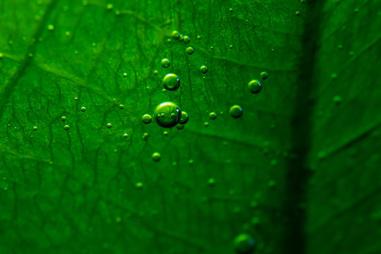 macro bubbles underwater