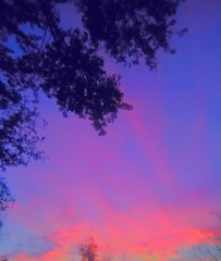 Fototapeta na wymiar Heavenly Pink Louisiana Coastal Sky Among The Trees