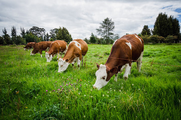 Vacas, ganado Ganaderia en las cercanías de Bogotá Colombia y en el departamento de Cundinamarca