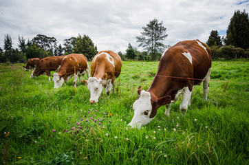 Fototapeta na wymiar Vacas, ganado Ganaderia en las cercanías de Bogotá Colombia y en el departamento de Cundinamarca