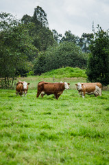 Naklejka na ściany i meble Vacas, ganado Ganaderia en las cercanías de Bogotá Colombia y en el departamento de Cundinamarca