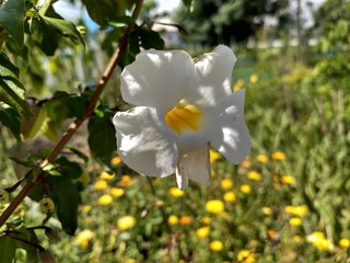 white flowers in garden