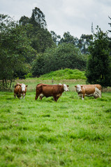 Fototapeta na wymiar Vacas, ganado Ganaderia en las cercanías de Bogotá Colombia y en el departamento de Cundinamarca