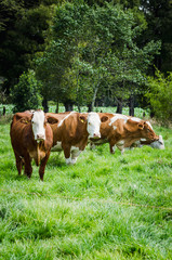 Vacas, ganado Ganaderia en las cercanías de Bogotá Colombia y en el departamento de Cundinamarca