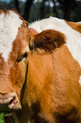 Vacas, ganado Ganaderia en las cercanías de Bogotá Colombia y en el departamento de Cundinamarca
