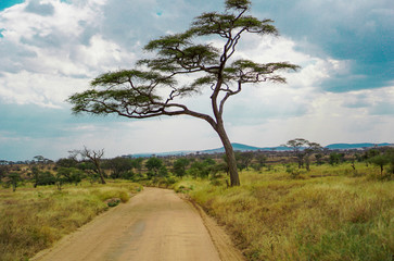 Golden meadows in the savanna fields, bright sky.trees in the middle of the field.With 1 tree in the meadow