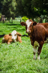 Vacas, ganado Ganaderia en las cercanías de Bogotá Colombia y en el departamento de Cundinamarca