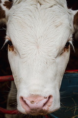 Vacas, ganado Ganaderia en las cercanías de Bogotá Colombia y en el departamento de Cundinamarca
