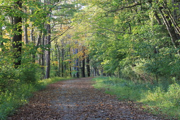 Naklejka premium Forest