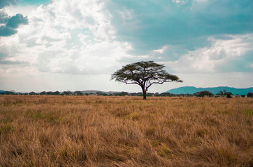 Golden meadows in the savanna fields, bright sky.trees in the middle of the field.With 1 tree in...