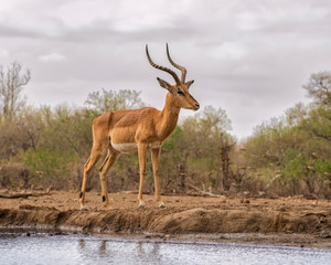 Naklejka na ściany i meble Impala Male at a Water Hole as seen from Ground Level