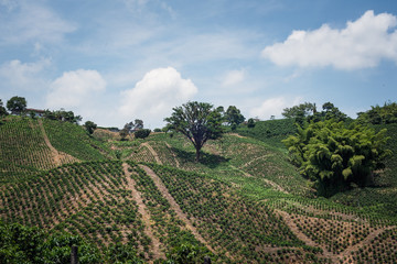 Cultivos de Café y productos agricolas camino a Manizales desde el municipio de Chinchiná Caldas...