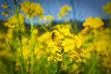 池田湖周辺の菜の花	