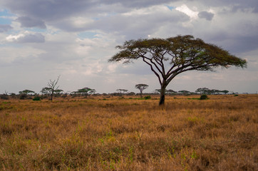 Naklejka premium Golden meadows in the savanna fields, bright sky.trees in the middle of the field.With 1 tree in the meadow