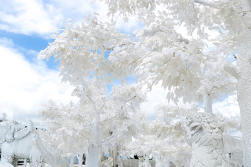 Snow season view of the white tree