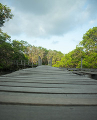 path in park