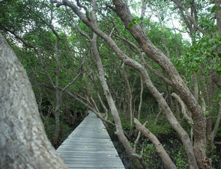 wooden bridge in the forest
