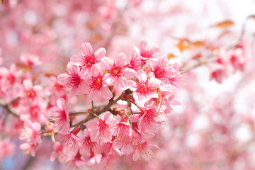 Fototapeta na wymiar Wild Himalayan Cherry Blossoms in spring season, Prunus cerasoides, Pink Sakura Flower