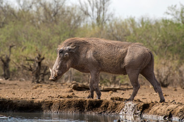 Warthog Walking along the Shore of the Local Waterhole