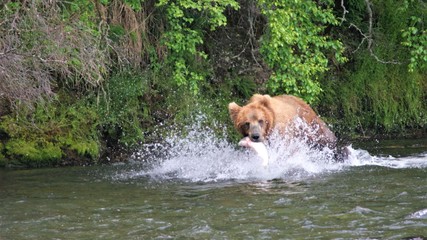 Obraz na płótnie Canvas a brown bear fishing for salmon