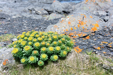 Roseroot on Rocky Shore