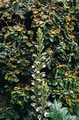 Fototapeta premium Green and orange leaves