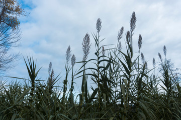 Bonita vegetación cielo nublado