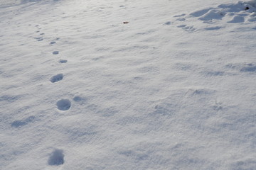 冬の足跡