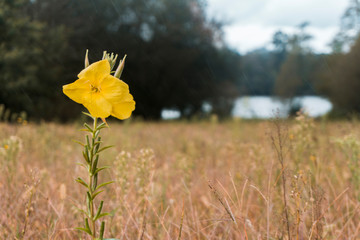 Bonita flor amarilla sola en mitad del campo con lluvia