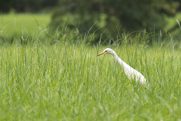 Intermediate Egret (Ardea intermedia) walking on green grass and looking for some foods. Copy space wallpaper.
