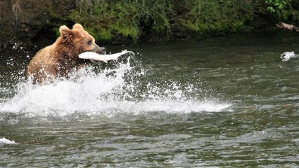 Fototapeta premium brown bear in water with a salmon