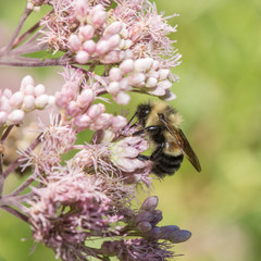 Bombus affinis, Rusty patched bumble bee