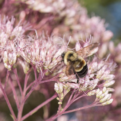 Bombus affinis, Rusty patched bumble bee © Heather Holm