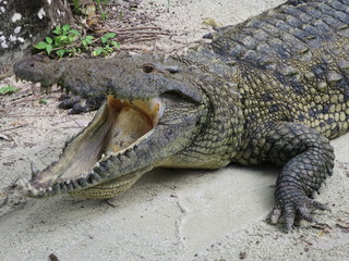 Crocodile