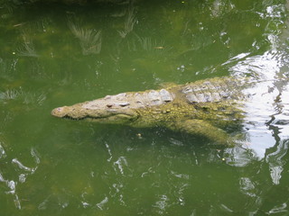 Crocodile