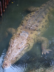 Crocodile