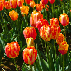 Obraz premium Orange tulips flowers in green field