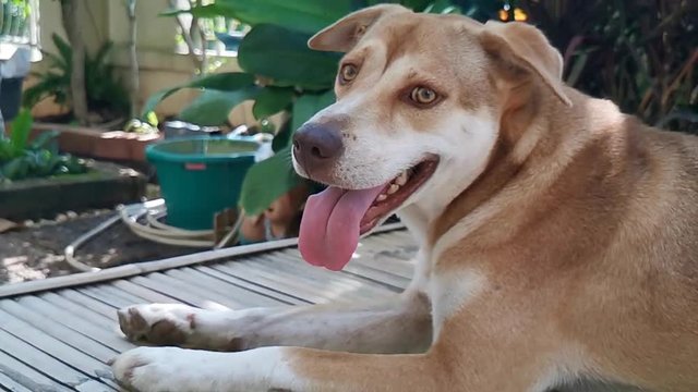 dog on the porch