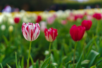 mixed color of pink and white tulip flowers