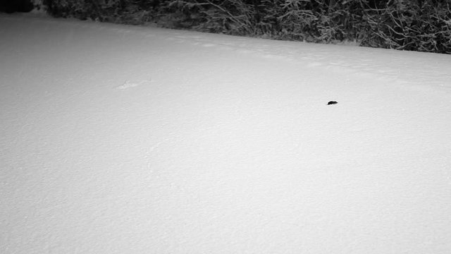 Small shrew, family Sorididae, a mouse or mole like mammal is seen running on and burrowing into new snow at night during a snowfall. Cute animal . Copy space.