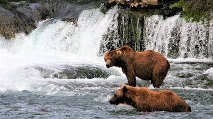 brown bears in the water waiting for a salmon