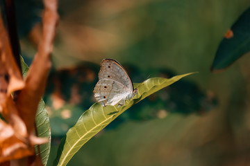 a butterfly alighted on a mango leaf during the day alone